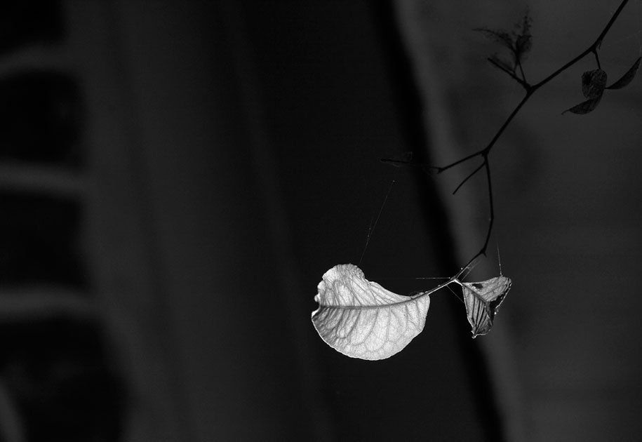 02_hope.leaf.sdmh.hospital.blackandwhite.jaipur.india.jpg